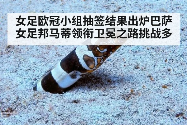 女足欧冠小组抽签结果出炉巴萨女足邦马蒂领衔卫冕之路挑战多